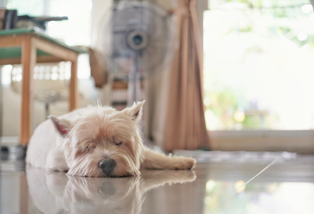 How to Choose Pet-Friendly Flooring That Stands Up to Daily Life